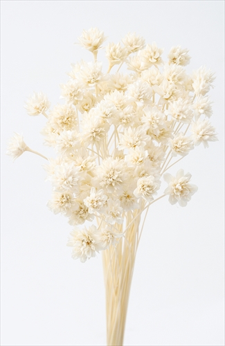 ミニコーンフラワー　オフホワイト　30200-011