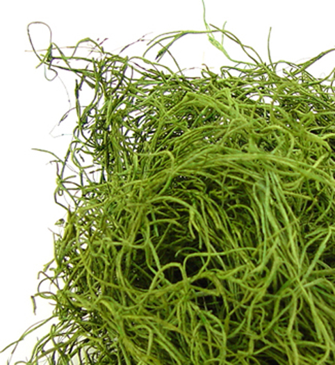 スパニッシュモス　　グリーン