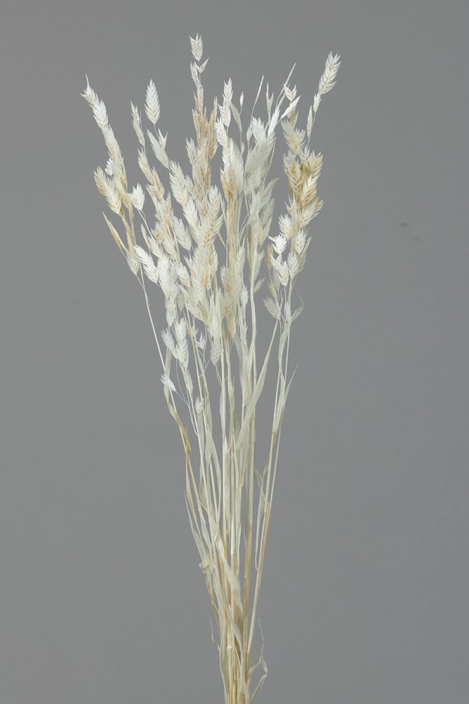 ワイルドオーツ　ナチュラルホワイト　30310-021