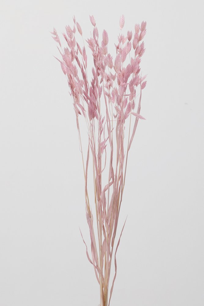 ワイルドオーツ　ピンク　30310-101