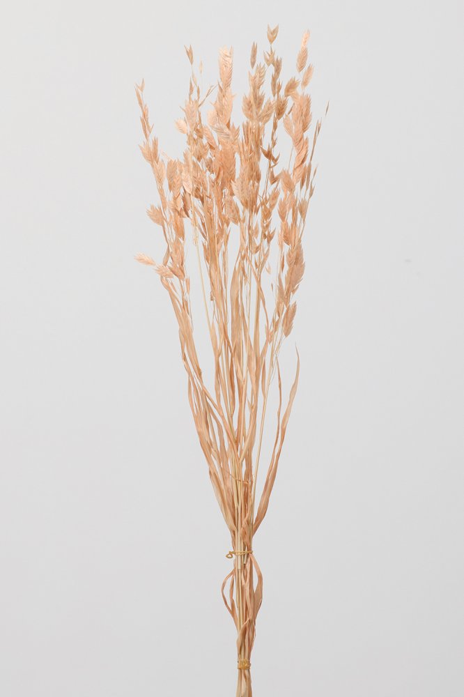 ワイルドオーツ　シャーベットピンク　30310-371