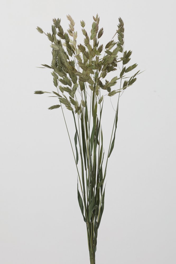 ワイルドオーツ　ナチュラルグリーン　30310-700