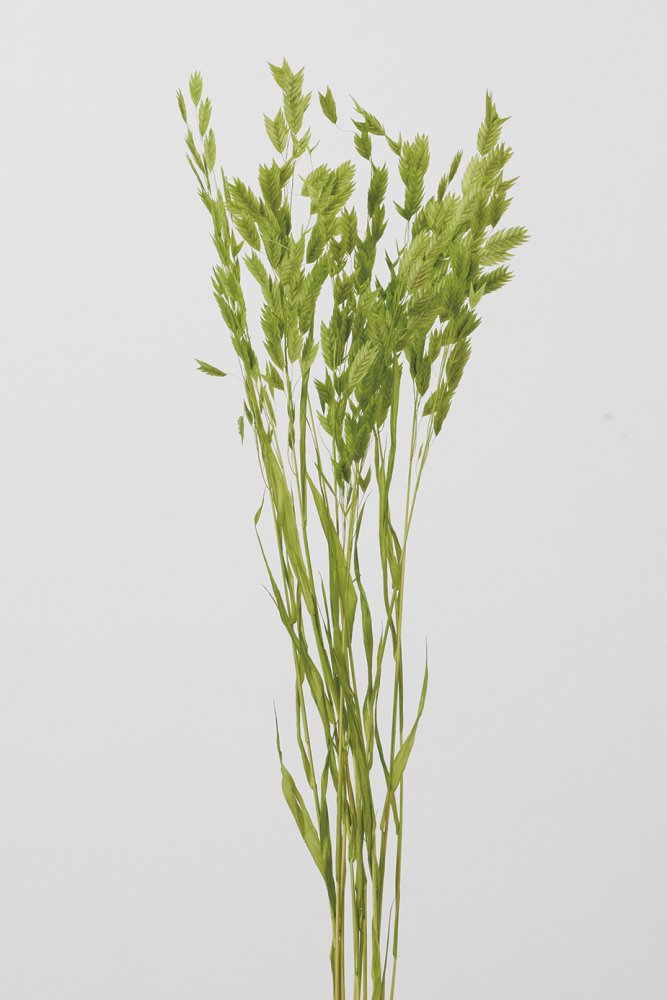 ワイルドオーツ　アップルグリーン　30310-721