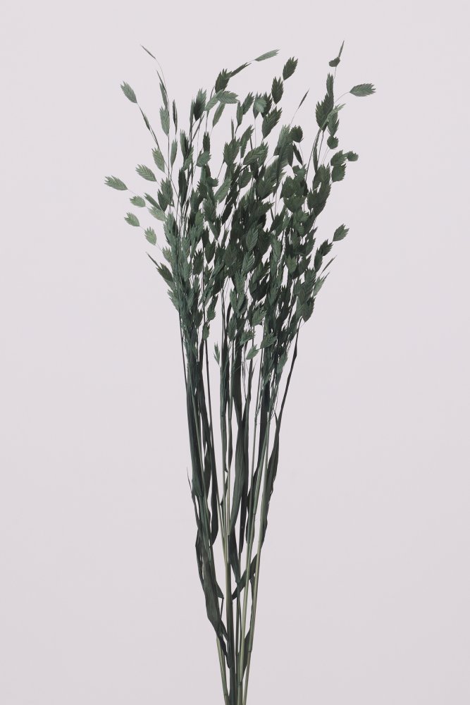 ワイルドオーツ　コバルトグリーン　30310-761