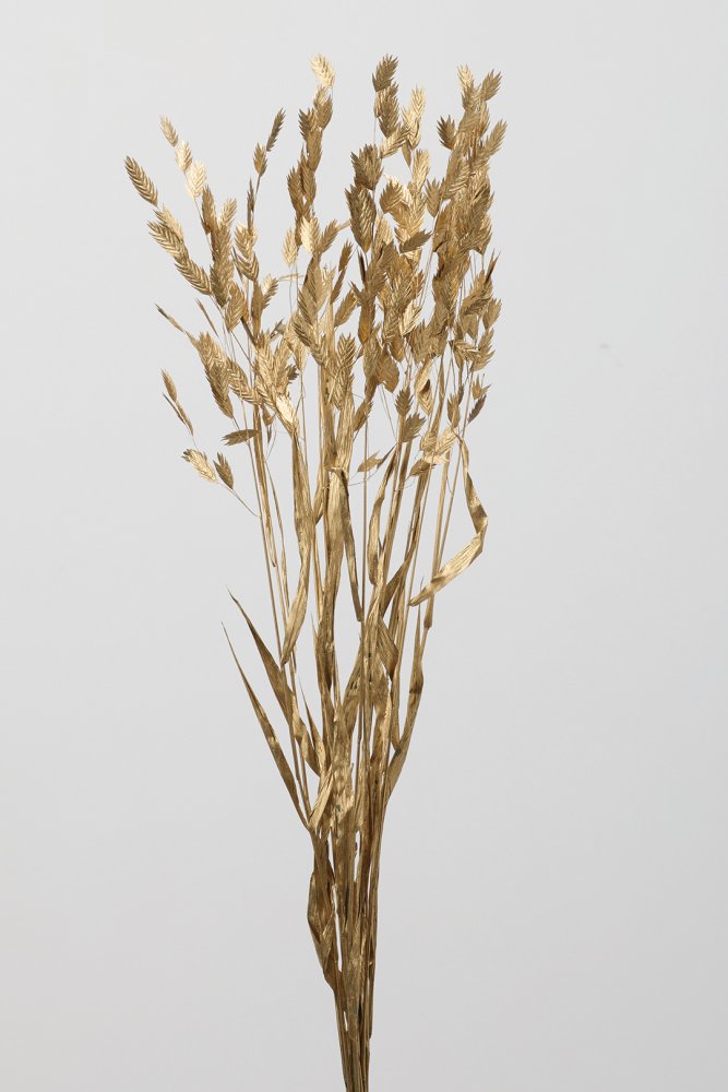 ワイルドオーツ　ゴールド　30310-902