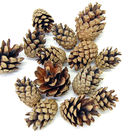 パインシルベストリー・サイズミックス大袋　ナチュラル