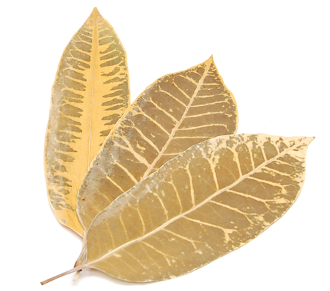 リーフ・ストリップグラス　ナチュラル