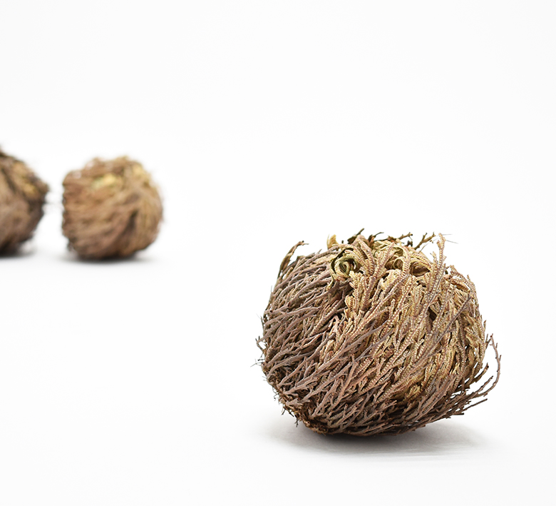 ジェリコ（復活草）　ナチュラル