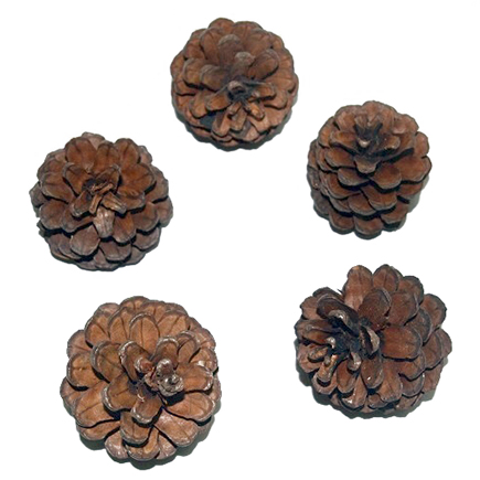 ブルーパイン　ナチュラル　30368