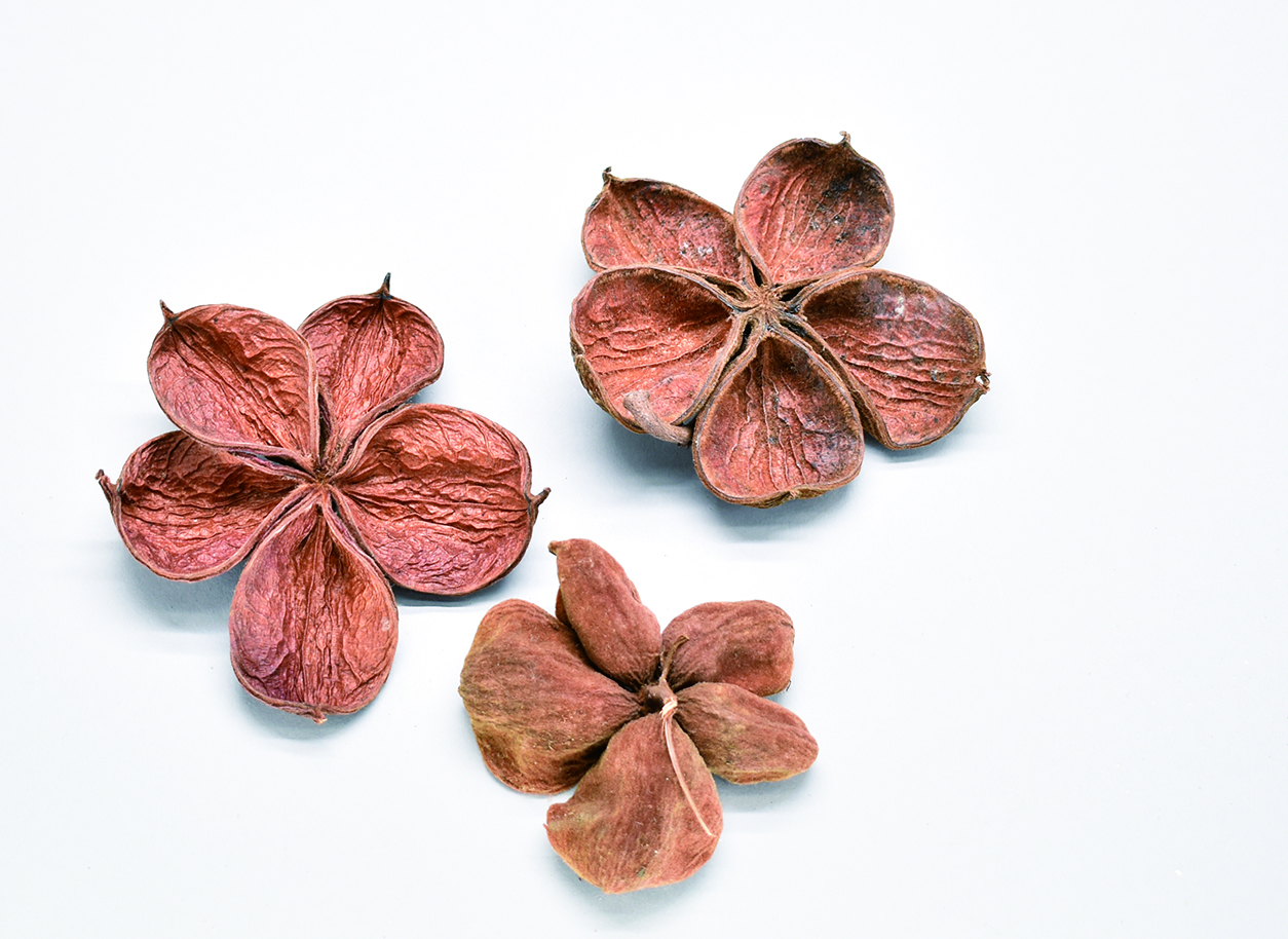 ランドロータス　ナチュラル　30382