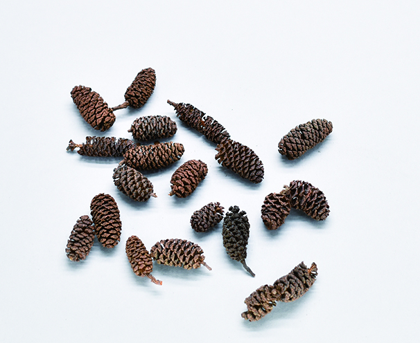 ハンノキの実　ナチュラル　30383