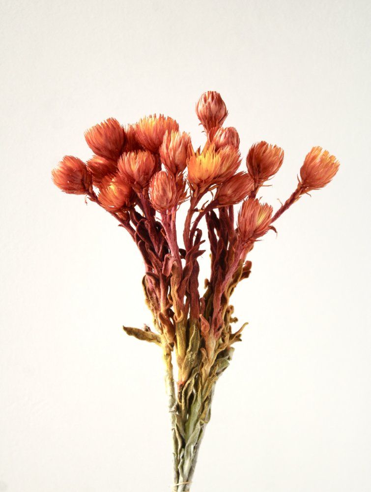 シルバーデージー　イエローレッド　32000-535