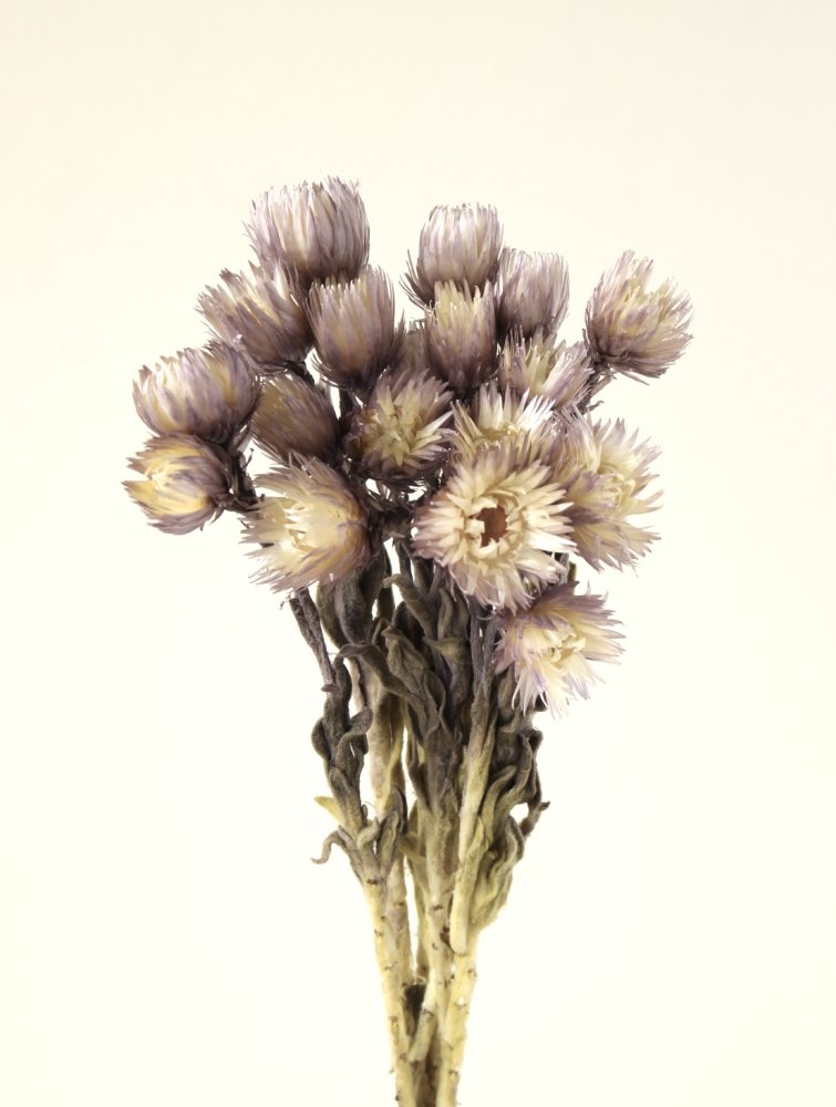 シルバーデージー　イエローパープル　32000-542　メーカー廃盤セール６０％OFF