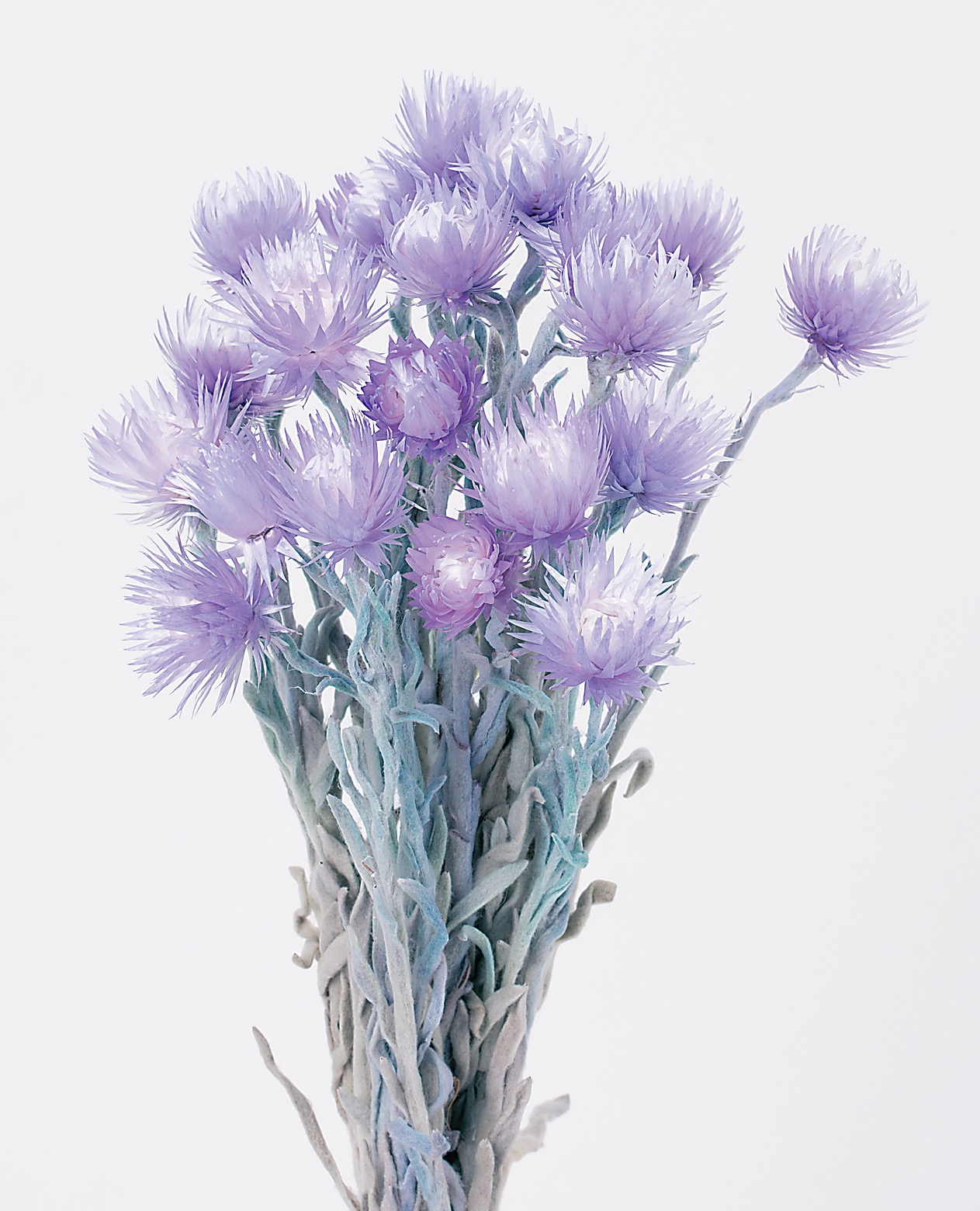 シルバーデージー　ツートンパープル　　32000-440