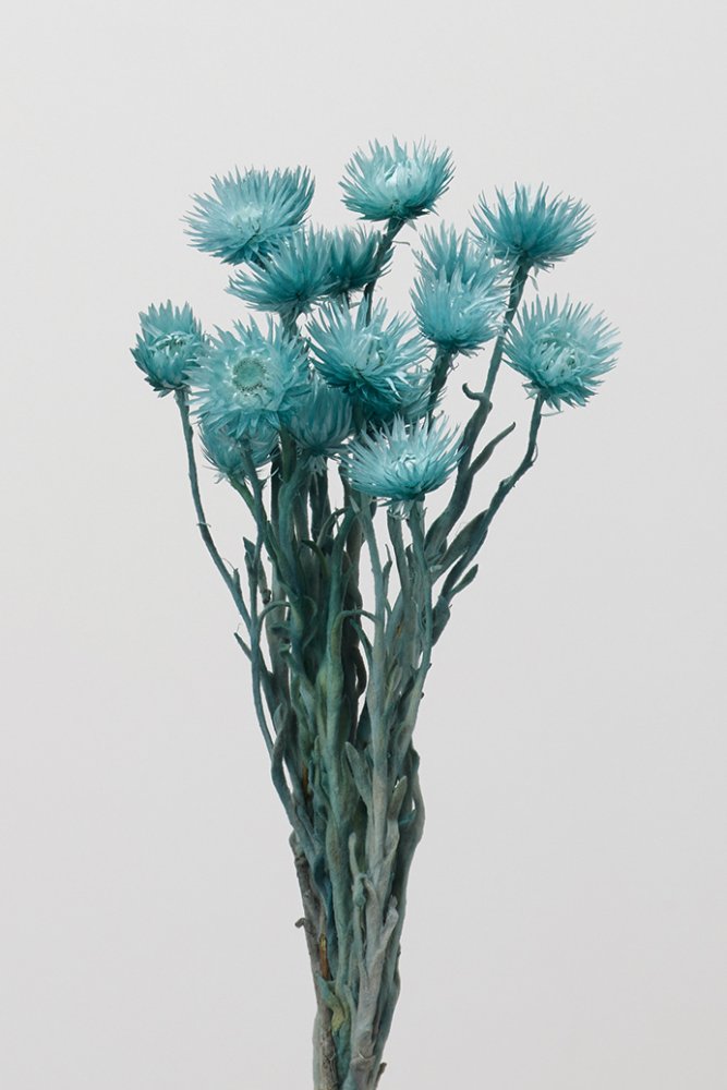 ミニシルバーデージー　ターコイズブルー　32001-630