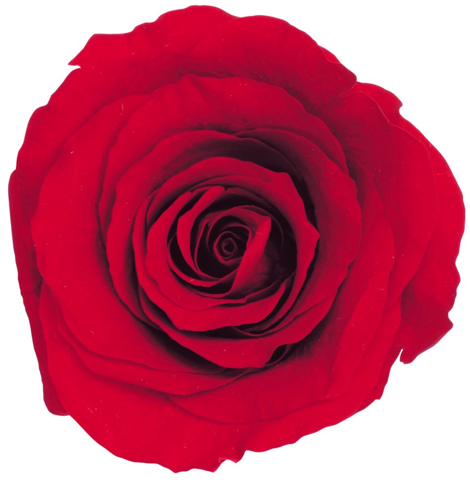 ローズ・かのん・L　レッド　05203-321