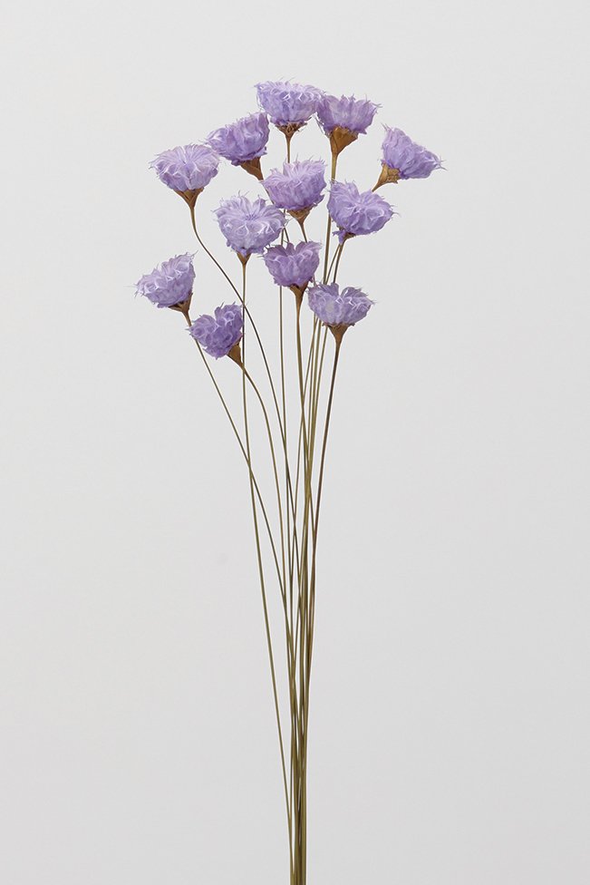 カップフラワー　パープル　 32320-400