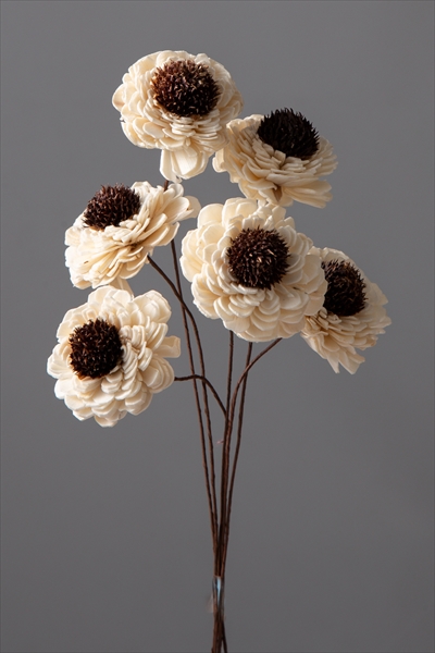 ソーラーラナンキュラス 白 32440-010 ドライフラワー卸売り販売