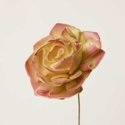 ソーラーダリア・ツートン　グリーンパープル　32715-742