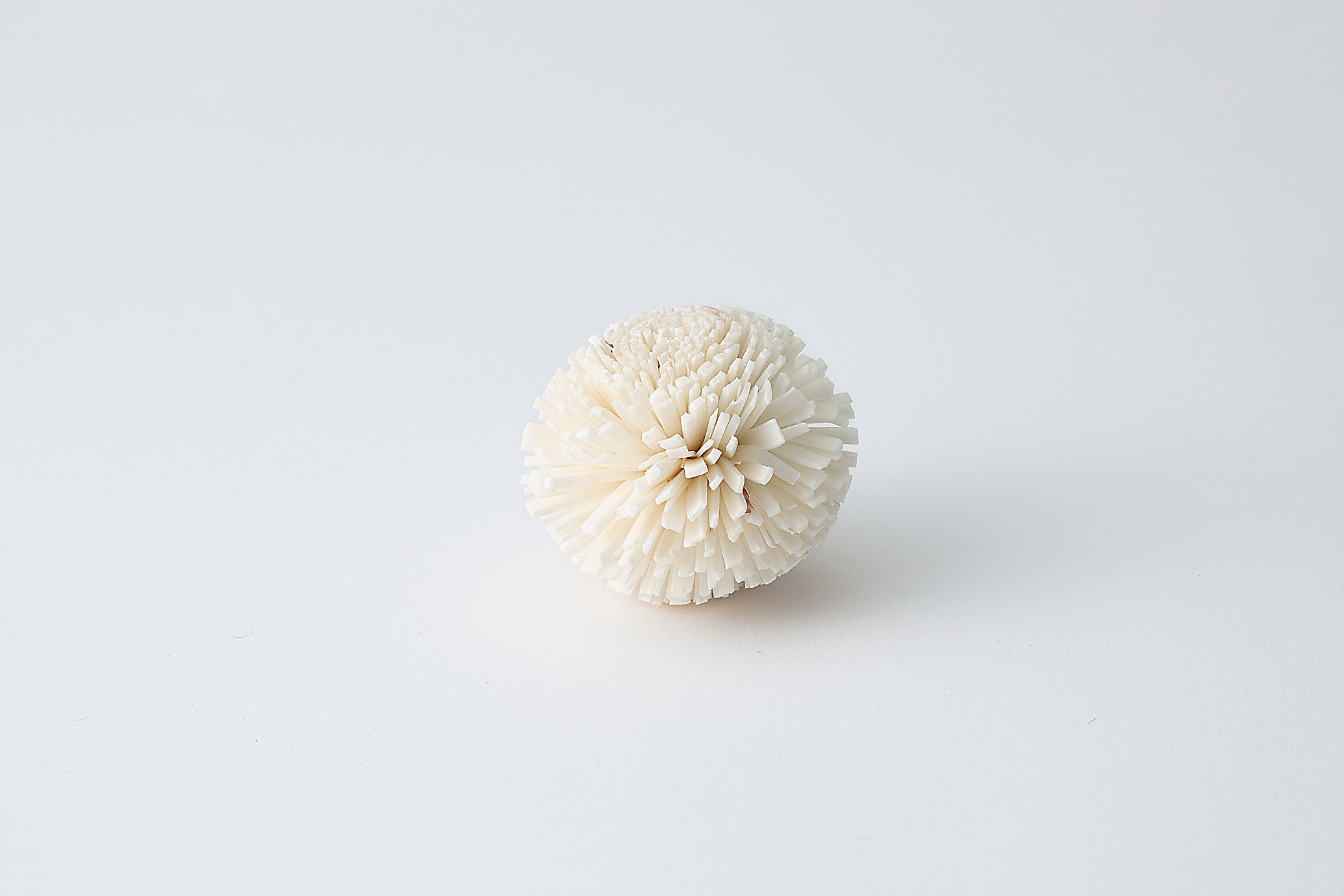 ソーラーポンポン菊　白　32790-010