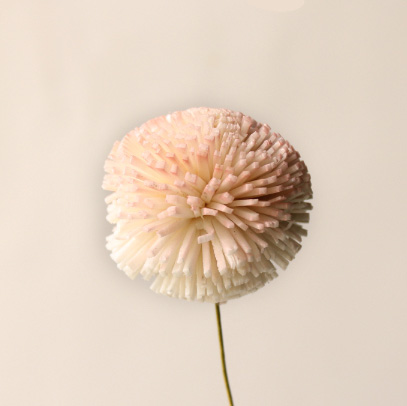 ソーラーポンポン菊・ツートン　ホワイトピンク　32795-102