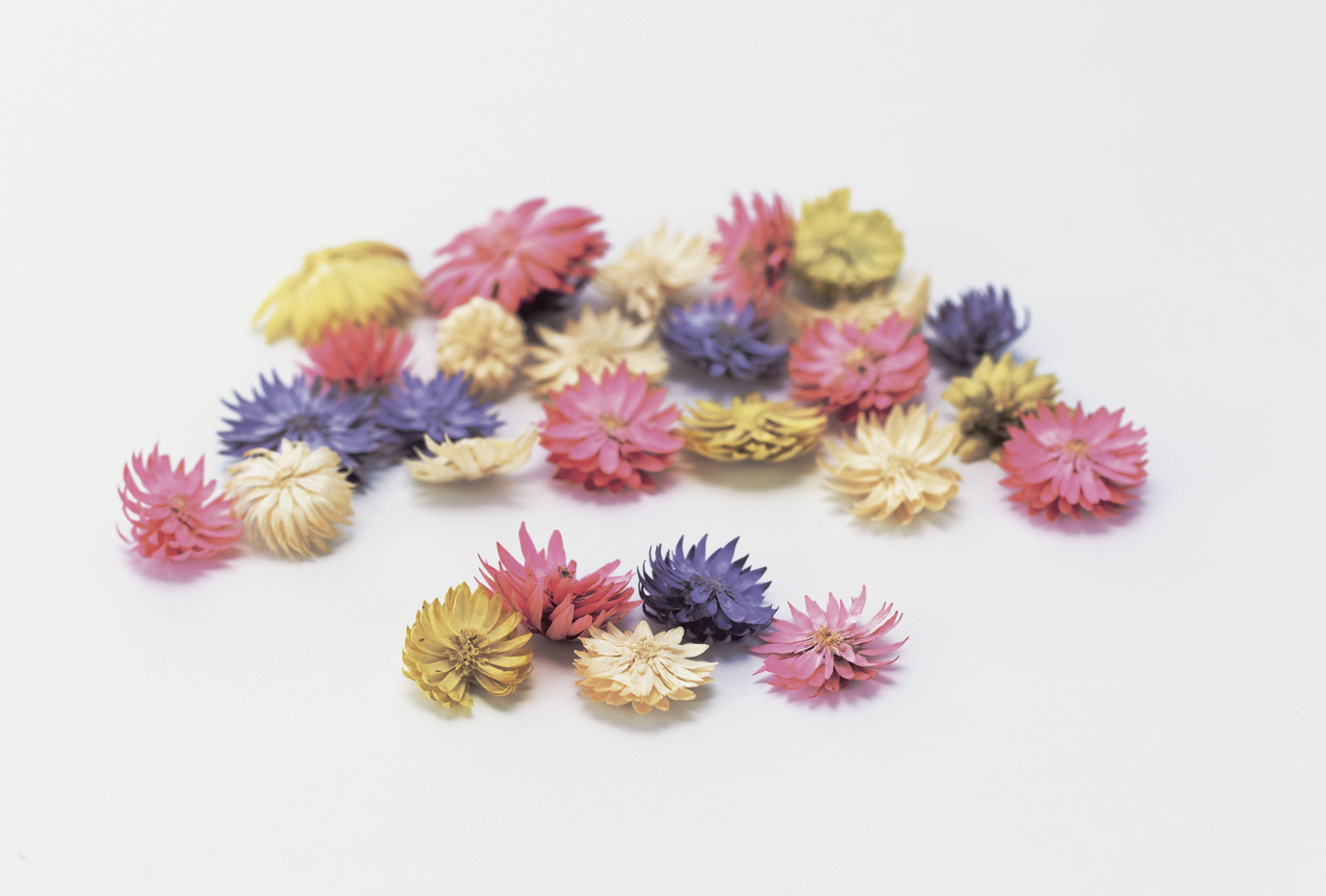 チーゼルフラワー　ピンクミックス