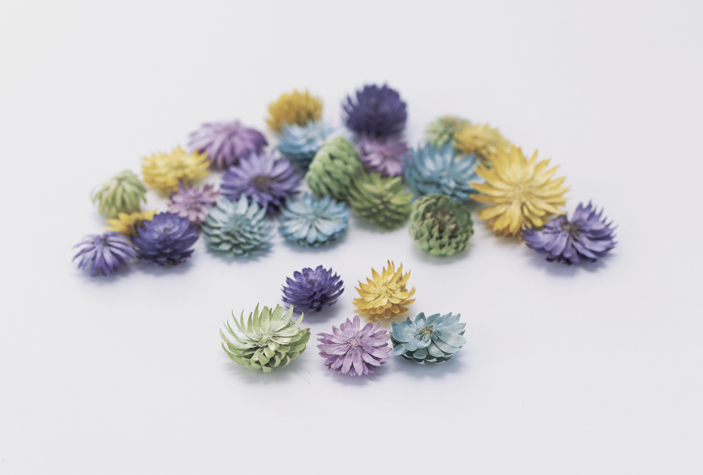 チーゼルフラワー　パープルミックス