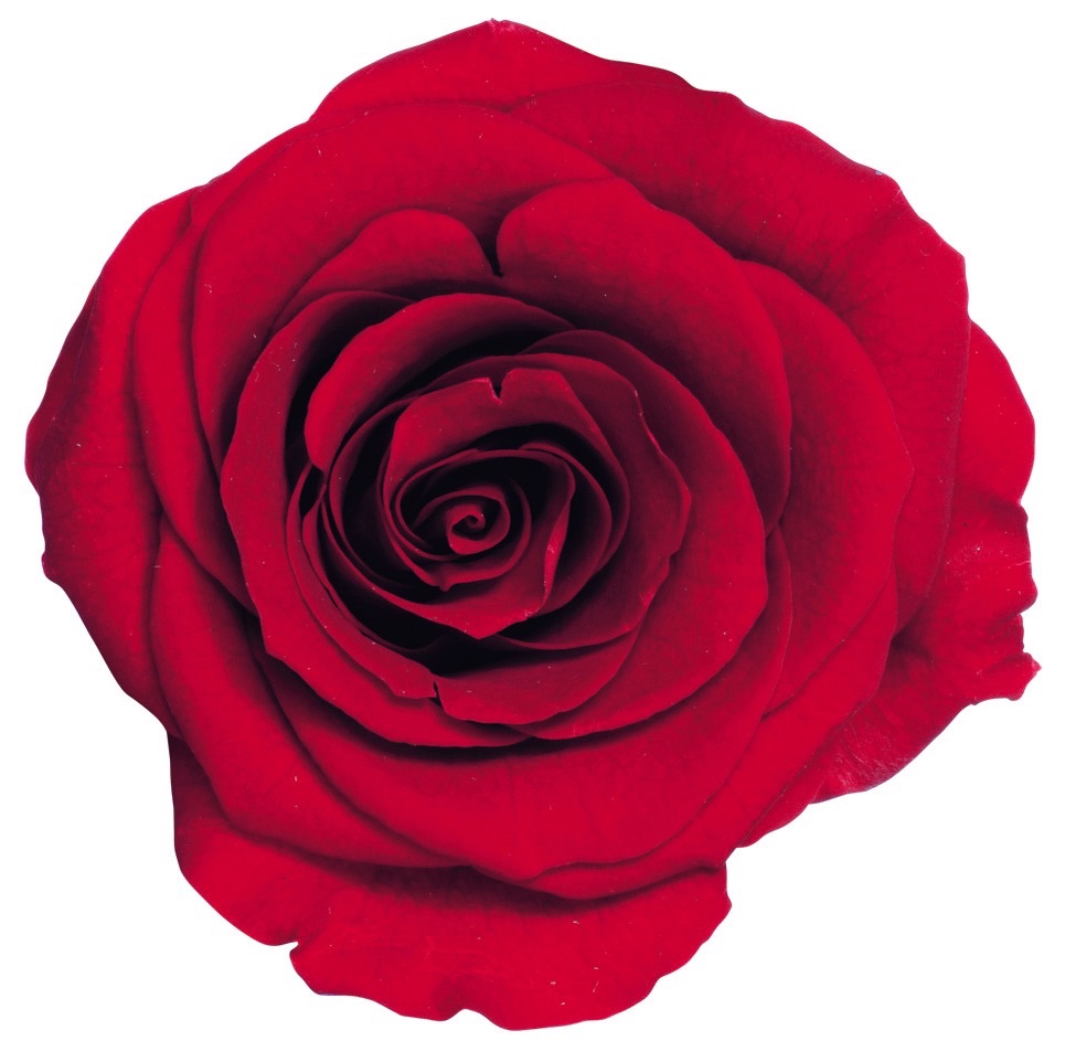 ローズ・かのん・M　クイーンレッド　05202-331