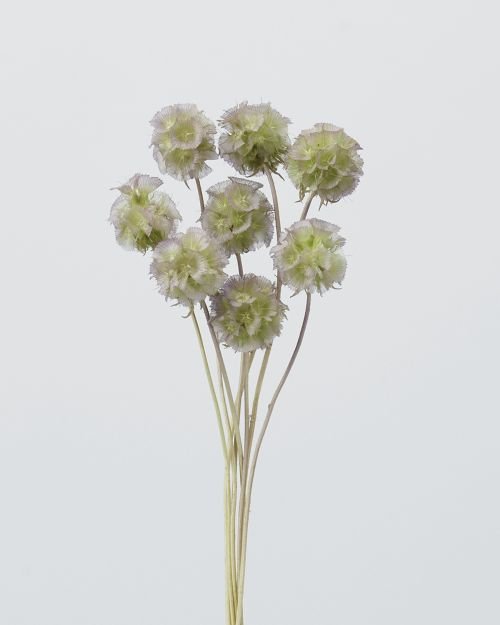 ステルンクーゲル　グリーンパープル　36100-742