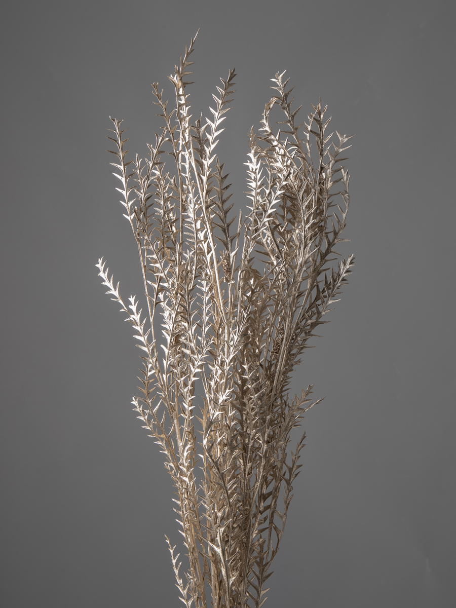 グレビレア・アイバンフォー　プラチナ　40130-932