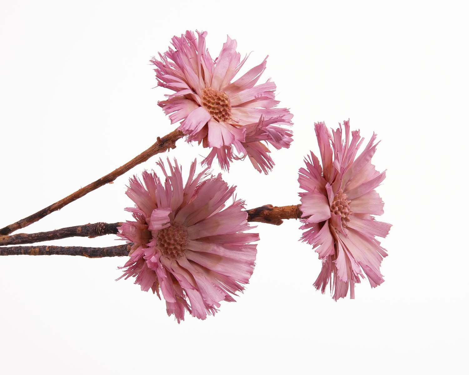 リペンズ・ロゼッタ　クリスタルピンク　40250-111　品番変更