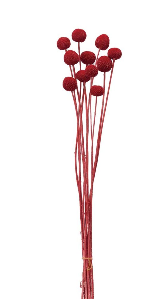 ビリーボタン　レッド　40295-301