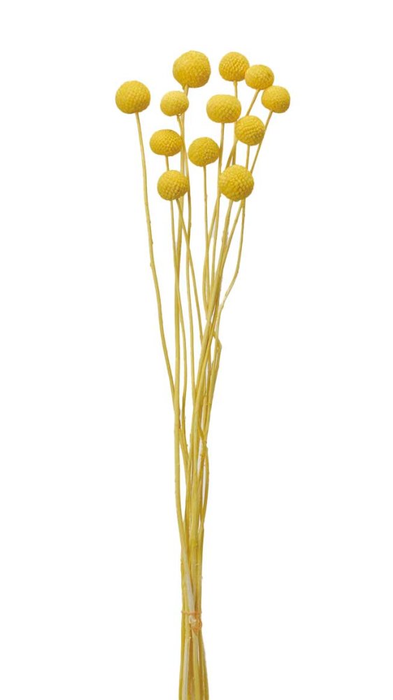 ビリーボタン　イエロー　40295-501