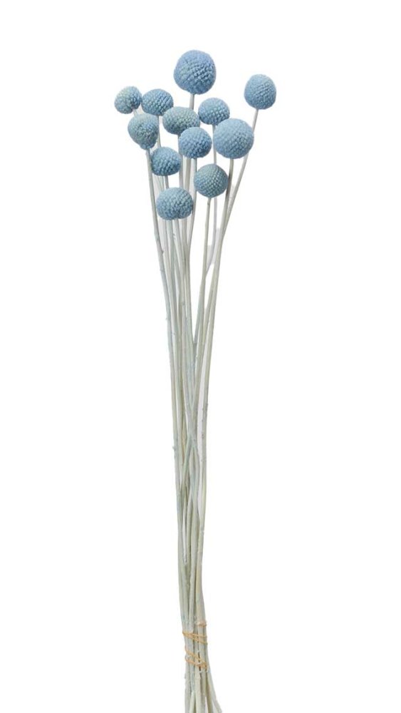 ビリーボタン　ウォーターブルー　40295-691