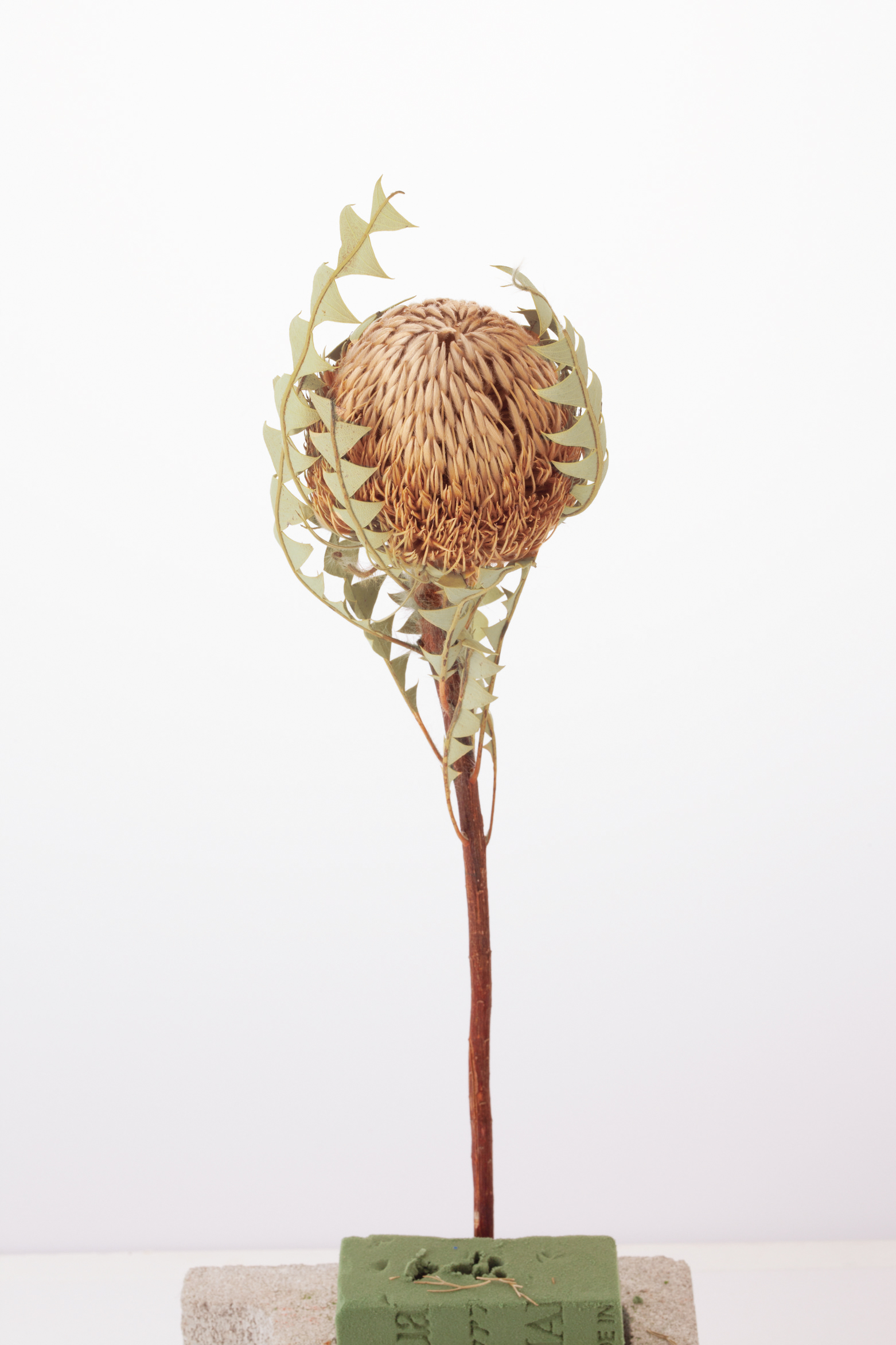 バンクシャ・バックステリー　Ｎ　40390-000