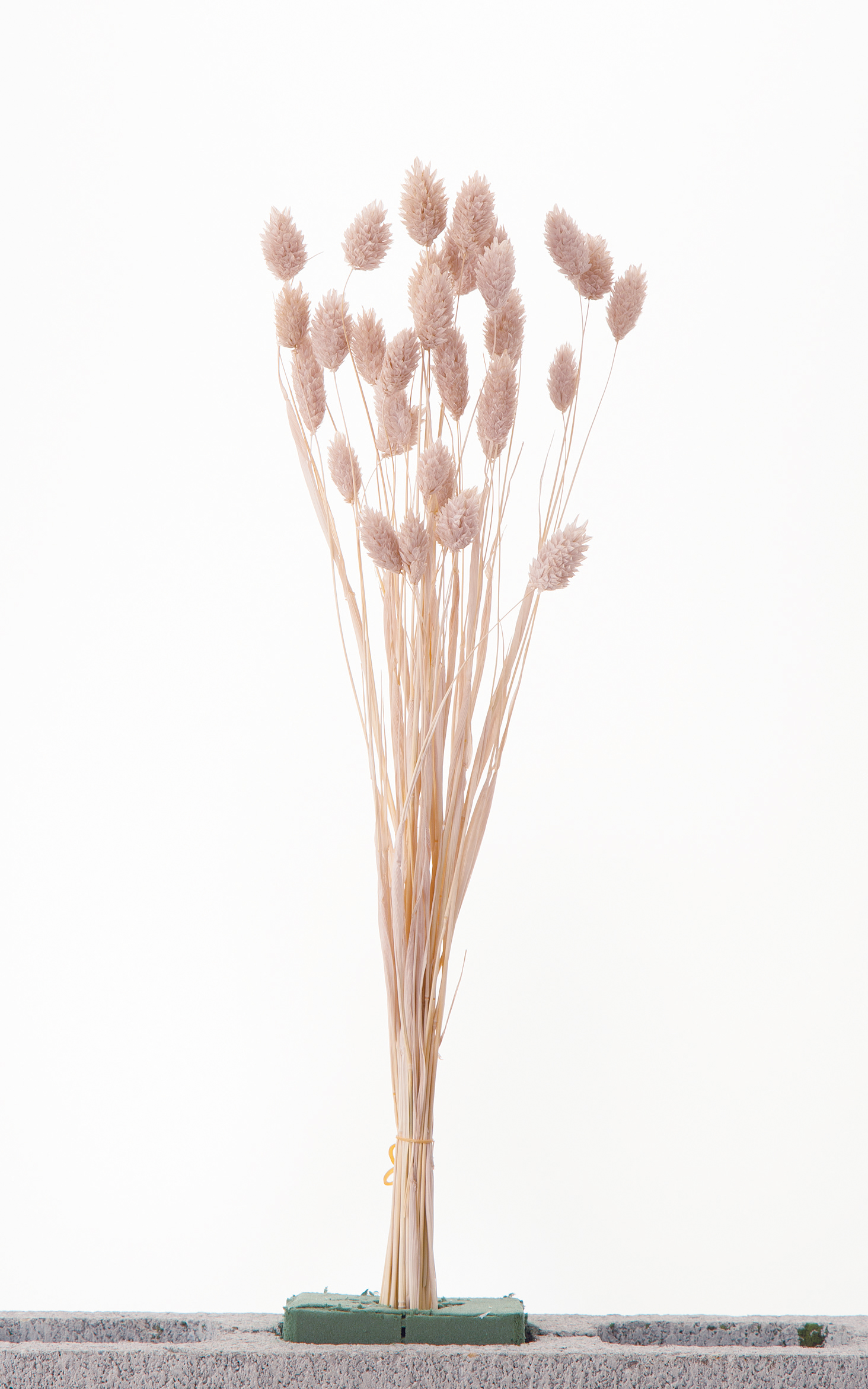 ポアプランツ　ピンクベージュ　42020-081