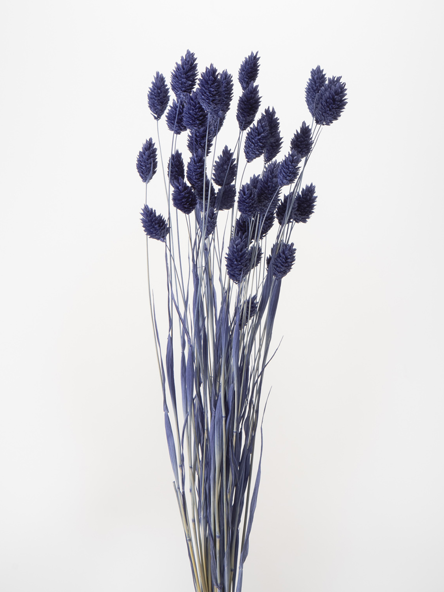 ポアプランツ　ネイビー　42020-661