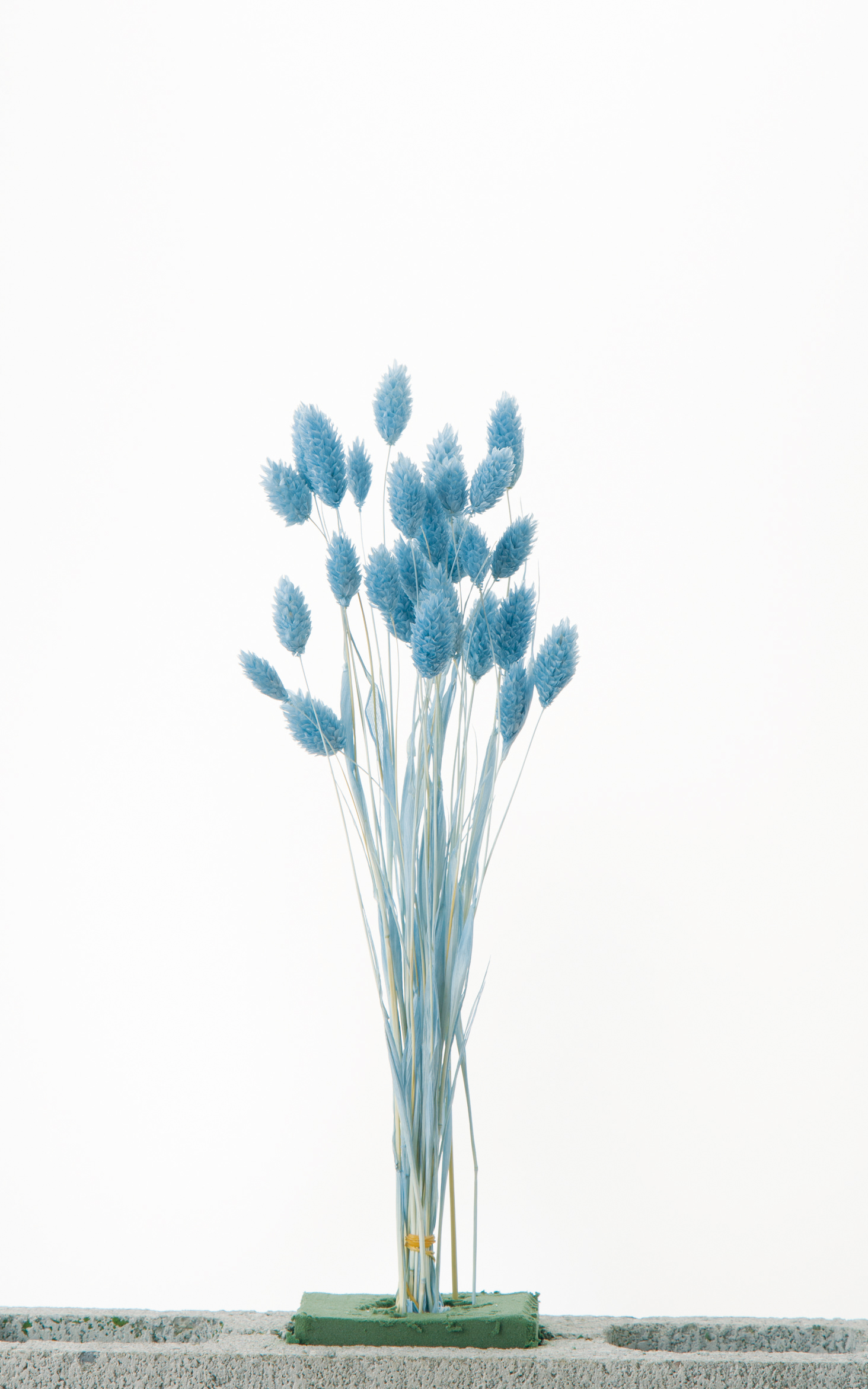 ポアプランツ　ウォーターブルー　42020-691