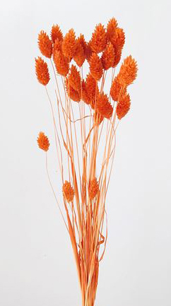 ポアプランツ　オレンジ　42020-351　品番変更　