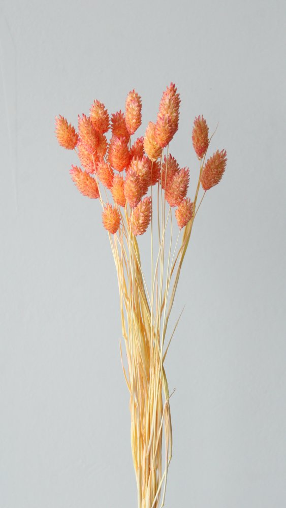 ポアプランツ・ツートン　イエローレッド　42025-535