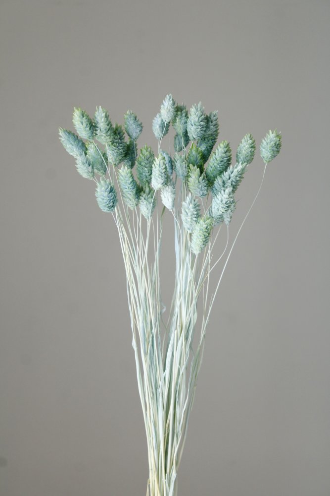 ポアプランツ・ツートン　ブルーイエロー　42025-652