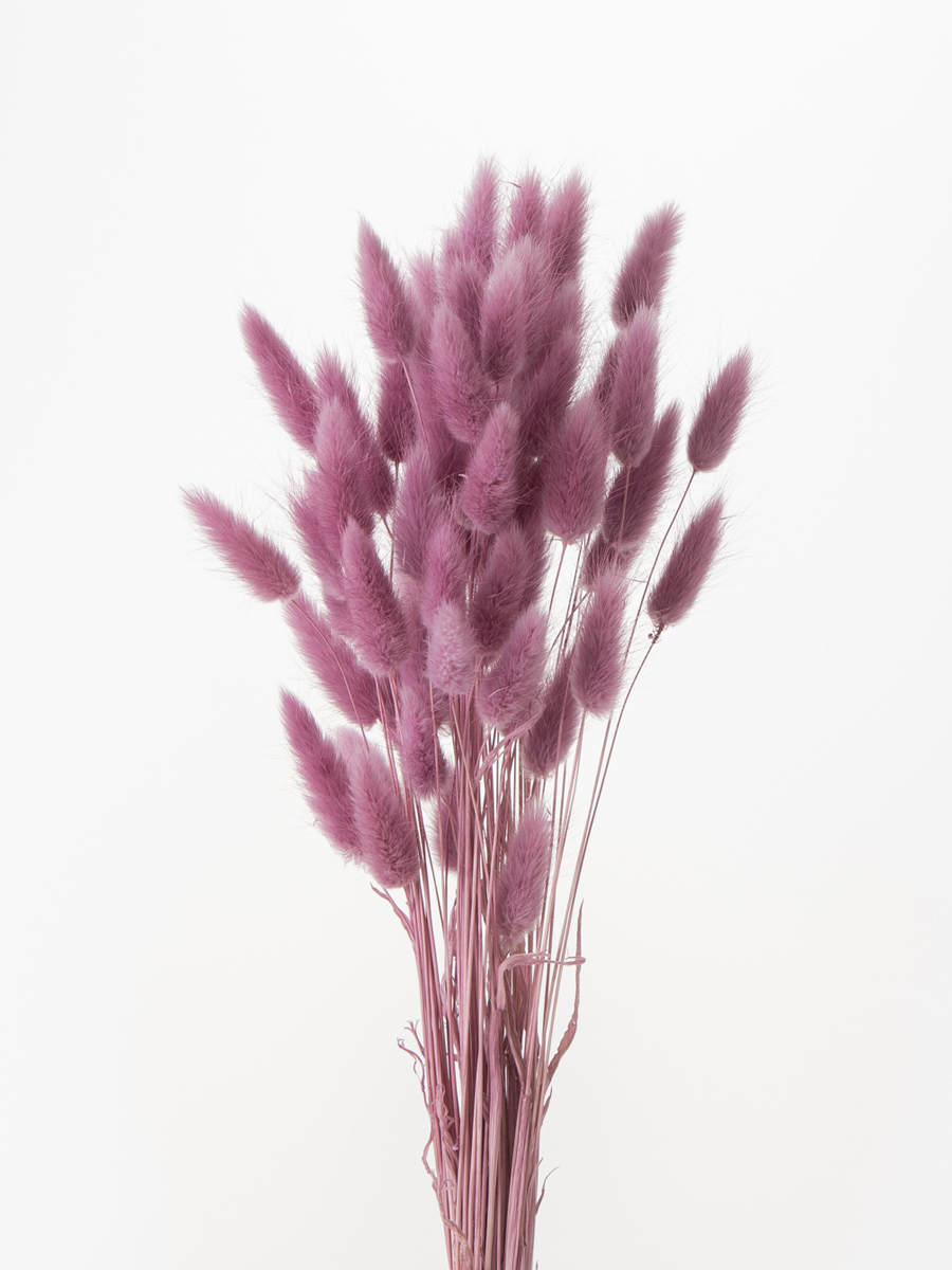 ラグラス　ピンクパープル　42050-151