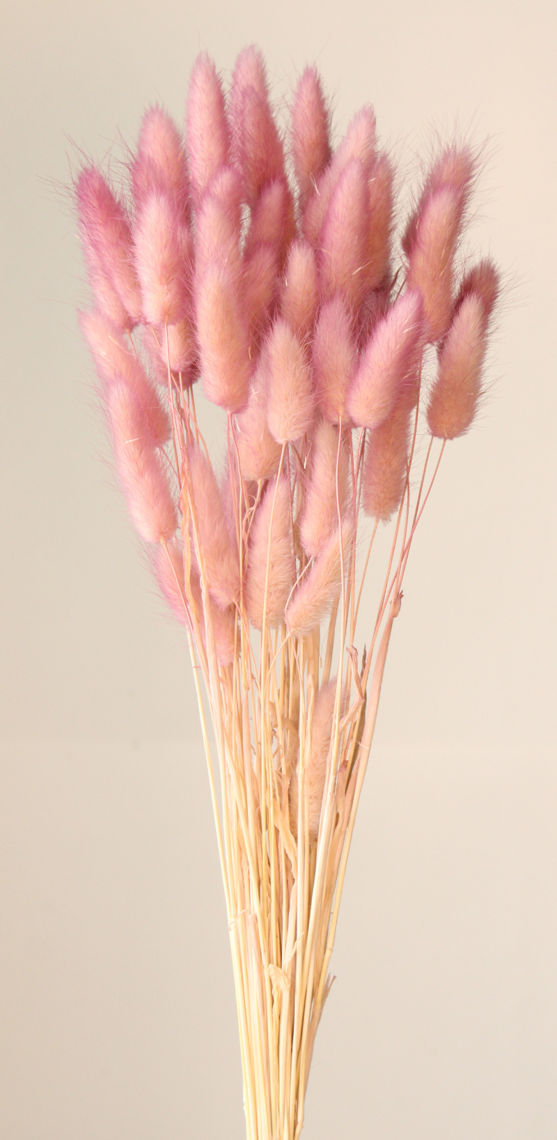 ラグラス・ツートン　ピンクパープル　42055-142