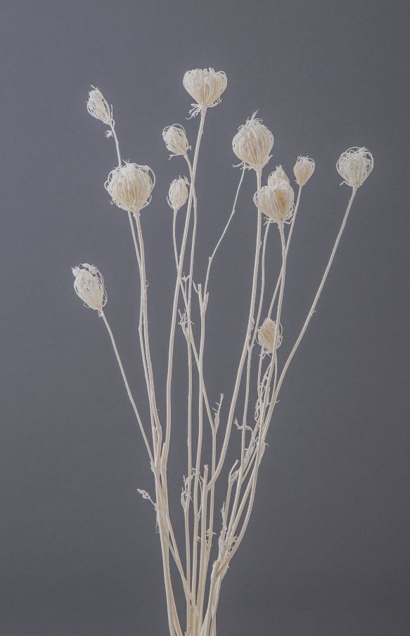 ボンボンフェンネル　白　42200-011