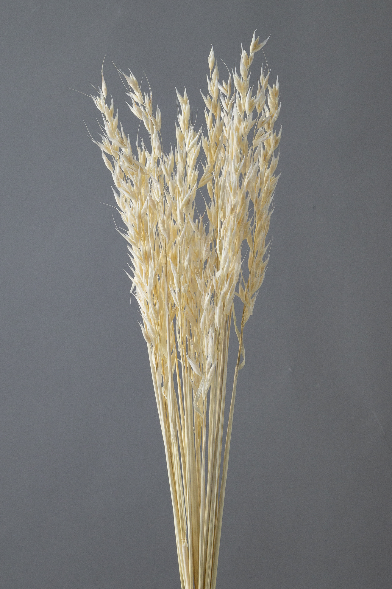 アベナ　オフホワイト　50170-011