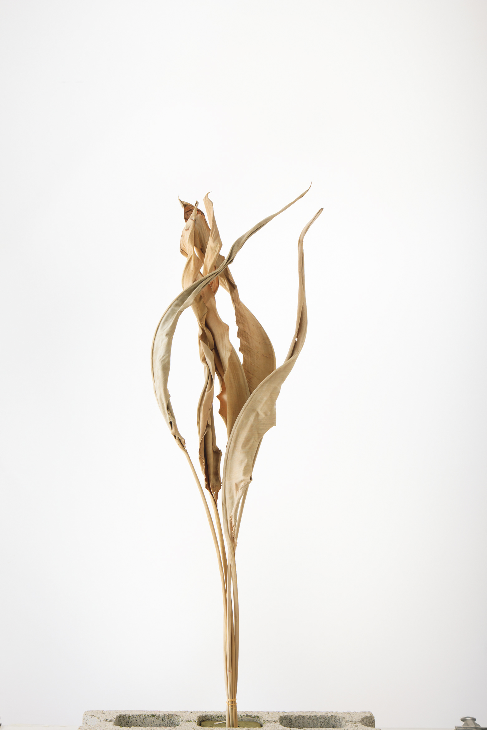 ストレチアリーフ　Ｎ　50250-000