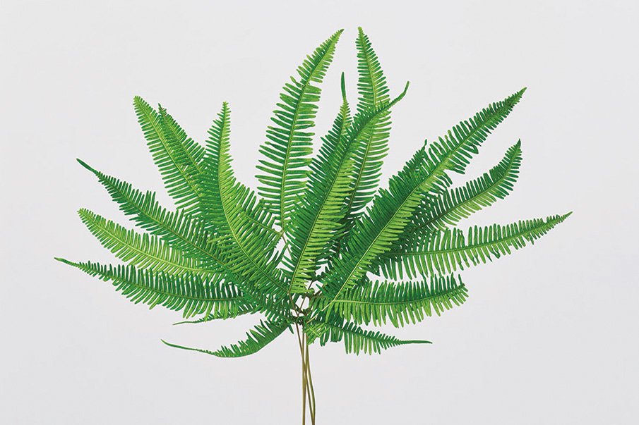 山シダ　プリザーブド　グリーン　50295-700