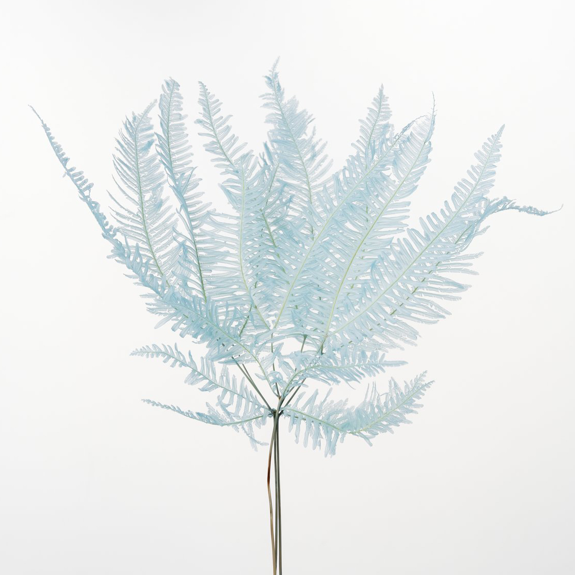 山シダ　ベビーブルー　50296-621