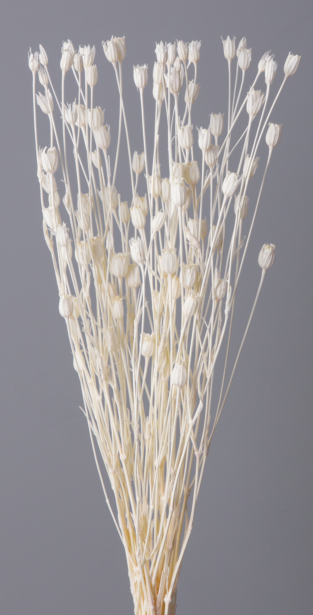 フローレンティナ　白　50510-011