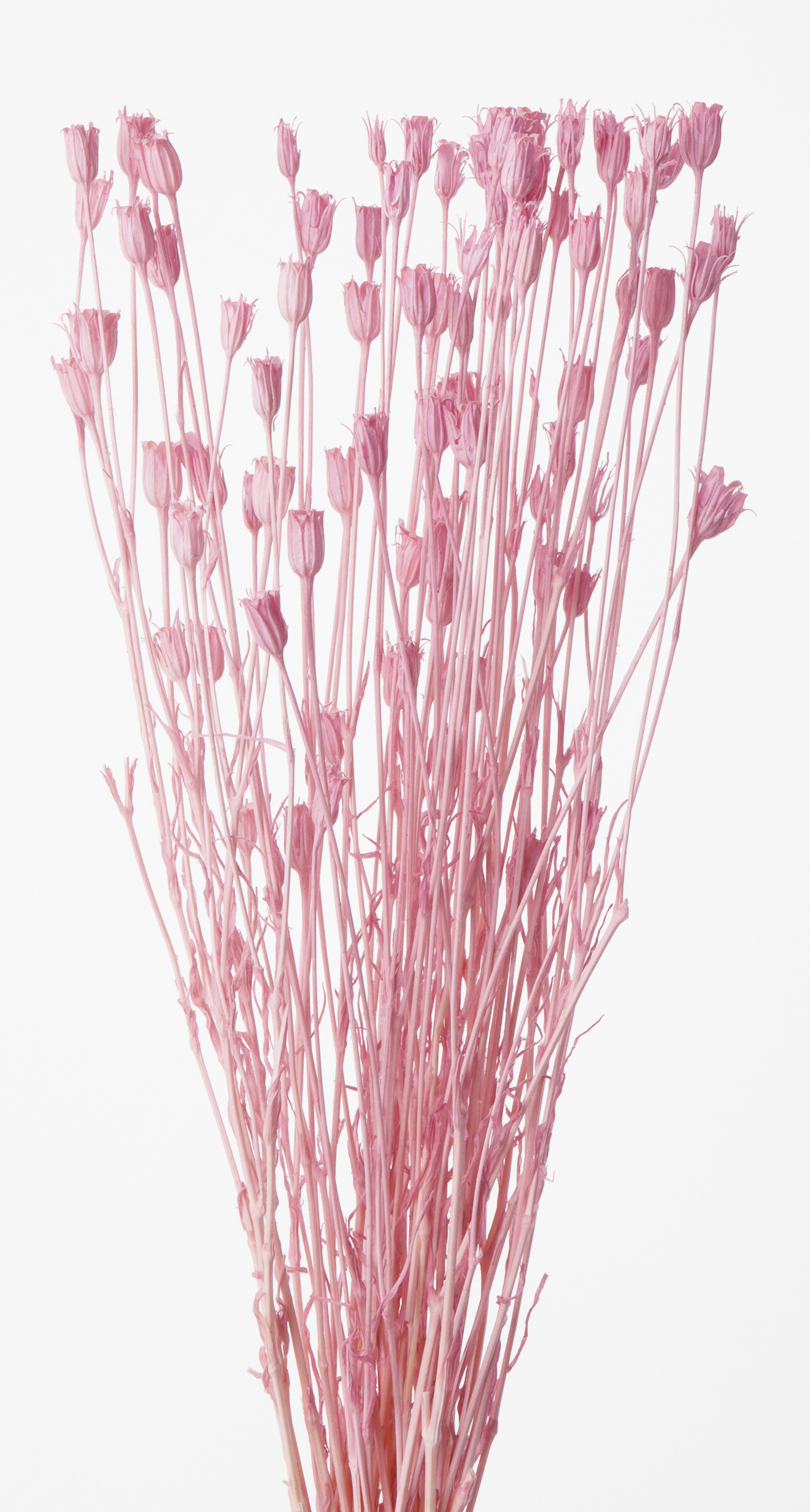 フローレンティナ　ピンク　50510-101